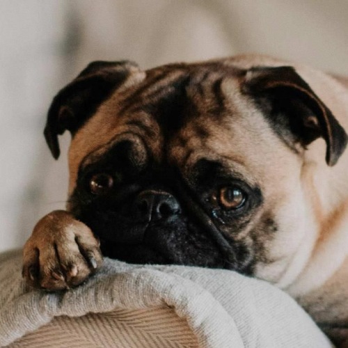 a dog lying on a couch